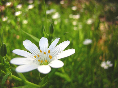 Hope is here! Gear up for the optimism spring brings! by zenera