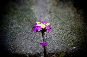 There is always a will...by camknows